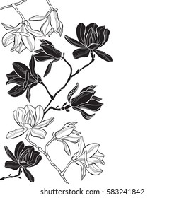 Branches with magnolia flowers on a white background. Floral vector background with space for text. Black and white greeting card or invitation.