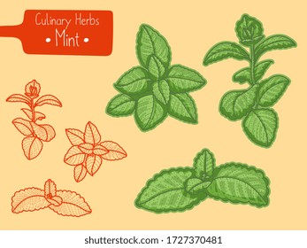 Branches of medicine and culinary herb Mint, hand-draw sketch illustration