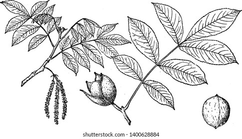 Branches Of Nutmeg Hickory Tree, Vintage Line Drawing Or Engraving Illustration.