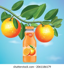 The branches of the orange tree bear fruit in a bottle of orange juice,