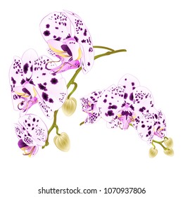 Branches orchids dots purple and white flowers  tropical plant Phalaenopsis  on a white background  
set two vintage vector botanical illustration for design hand draw 