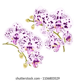 Branches orchids with dots purple and  white flowers  Phalaenopsis tropical plant on a white background set four vintage vector botanical illustration for design hand draw