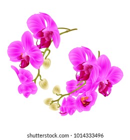 Branches orchids purple flowers  tropical plant Phalaenopsis  on a white background  set first vintage vector illustration for design hand draw 
