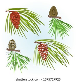 Branches pine and  cones and snow Christmas tree vintage vector illustration editable hand draw