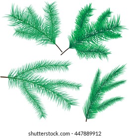 Branches of pine. New Year celebration. Christmas design of fir trees. Elements of evergreens for decoration. Vector illustration.
