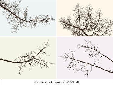 branches of a pine tree