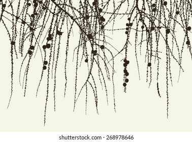 branches of a pine tree