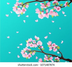 Branches of pink blossoming sakura flowers of japanese cherry tree with falling petals on blue background.