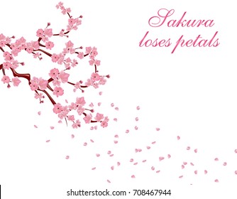 Branches with pink flowers and cherry buds. Sakura inscription . Petals flying in the wind. isolated on white background. vector illustration