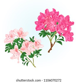 Branches  pink  flowers rhododendrons  mountain shrub on a white background set eight vintage vector illustration editable hand draw