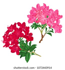 Branches  pink and red flowers rhododendrons  