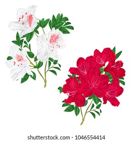 Branches pink red and white flowers rhododendron  mountain shrub on a white background set first vintage vector illustration editable hand draw