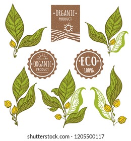The branches of plants with delicate leaves and buds. Stamp "ECO". Vector illustration.