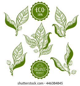 The branches of plants with delicate leaves and buds. Stamp "ECO". Vector illustration.