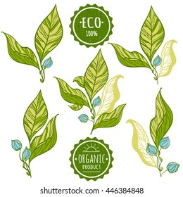 The branches of plants with delicate leaves and buds. Stamp "ECO". Vector illustration.