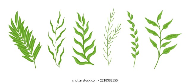 Ramas de plantas con hojas verdes. Ilustraciones de vectores botánicos del follaje de verano. Verdor de dibujos animados con hojas de diferentes formas aisladas en blanco. Naturaleza, herbario, concepto de decoración