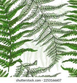 Branches of plants seamless watercolor pattern. Fern seamless pattern. Vector illustration