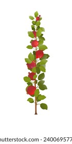Branches of pomegranate fruit. Young tree seedling. Ripe and red. Delicious harvest in garden. Object isolated on white background. Cartoon fun style Illustration vector