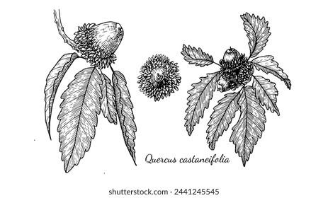 Branches of Quercus castaneifolia, deciduous chestnut-leaved oak with acorns and leaves, medicinal plants of the forest, black and white illustration of oak in a linear sketch style, hand drawing. svg