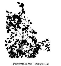 Branches, rose bush. Vector illustration. Black silhouette.