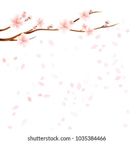 Branches of Sakura with Pink flowers and flying petals isolated on White background. Apple-tree flowers. Cherry blossom. Vector EPS 10 cmyk