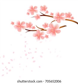 Branches of Sakura with Pink flowers and flying petals isolated on White background. Apple-tree flowers. Cherry blossom. Vector EPS 10, cmyk