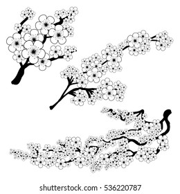 Branches of sakura in three variants, black and white outline contour isolated on white background. Coloring book. Vector illustration