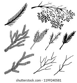 Branches set. Hand drawn isolated on white background design elements