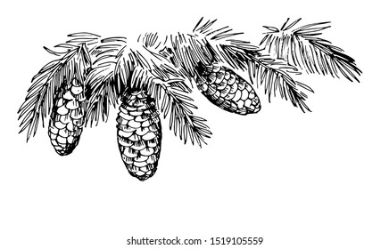 Branches of spruce with cones. Hand drawn illustration converted to vector