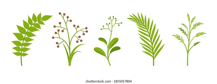 Branches stems set, green plants with fresh leaves. Garden, organic atmosphere, lush foliage for room, office decoration, party holiday botanical ornament. Vector flat style cartoon illustration