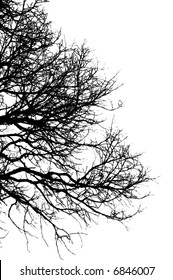 branches of the tree