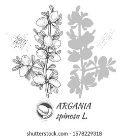 Branches of tree argans with fruits, nuts argans in hide and silhouette of branches. Illustration is drawn by hand in the style of graphics, for use in packaging design or printing design