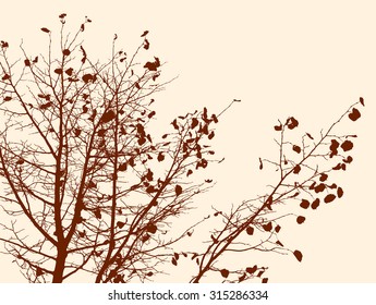 branches of tree in autumn