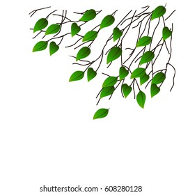 Branches of a tree with green leaves