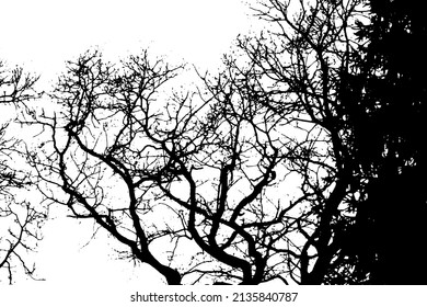 The branches of the tree monochrome background. Vector illustration