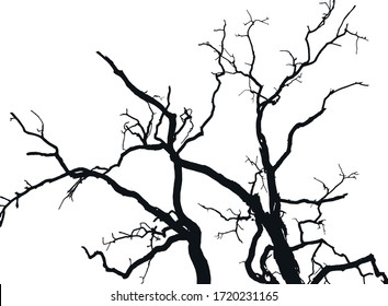 branches of a tree in winter