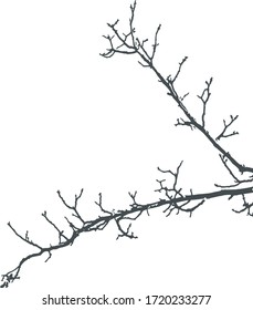 branches of a tree in winter