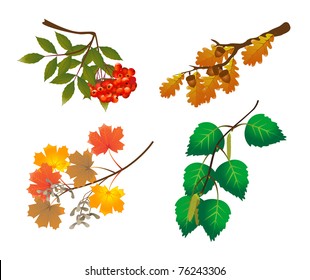 Branches of trees