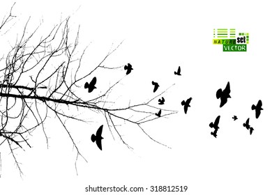 The branches of trees with birds. Vector