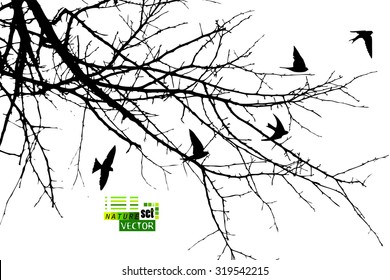 The branches of trees with birds. Vector