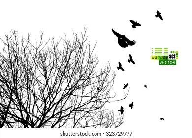 The branches of trees with birds. Vector