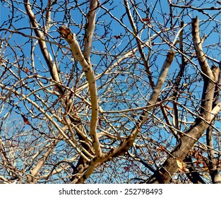 branches of trees with a blue sky background. vector
