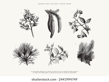 Branches, Twigs and Leave Line Art Illustrations - Butchers Broom, Cones of Spruce Fur, Elm Tree, and More