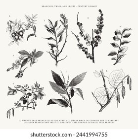 Branches, Twigs and Leave Line Art Botanical Illustrations - Walnut Tree Branch, Dutch Myrtle, Cornish Elm, Alder, Chestnut and more svg