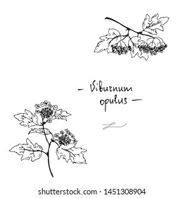 Branches of viburnum. Line drawing. Vector illustration.