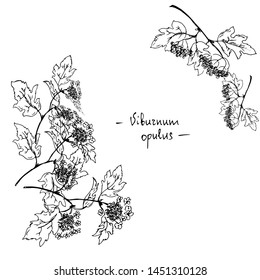 Branches of viburnum. Line drawing. Vector illustration.
