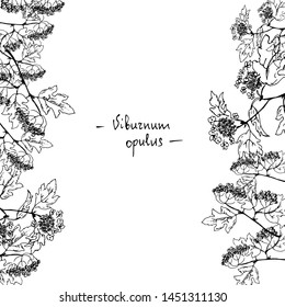 Branches of viburnum. Line drawing. Vector illustration.