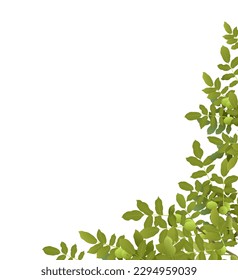 Branches Walnut tree with ripe fruits. Corner frame. Garden plant with edible harvest. Isolated on white background. Branch with foliage and leaves. Vector