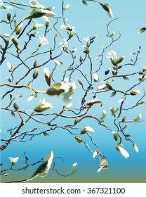 Branches with white magnolias against light blue sky