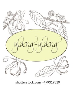  Branches Ylang-ylang - round frame. Vector Image. Wallpaper. Use printed materials, signs, posters, postcards, packaging, sticker, badge, label.